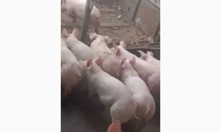 Продам поросят - фото № 4