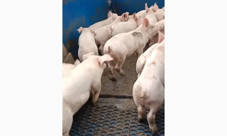 Продам поросят - фото № 5