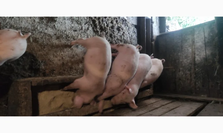 Продам поросята - фото № 1