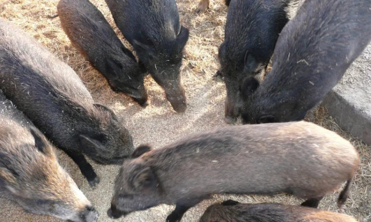 Дикие кабаны разного возраста - фото № 1