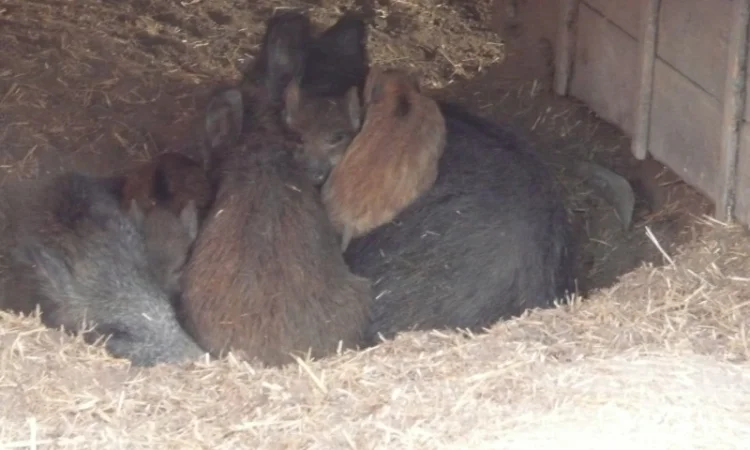 Дикие кабаны разного возраста - фото № 2