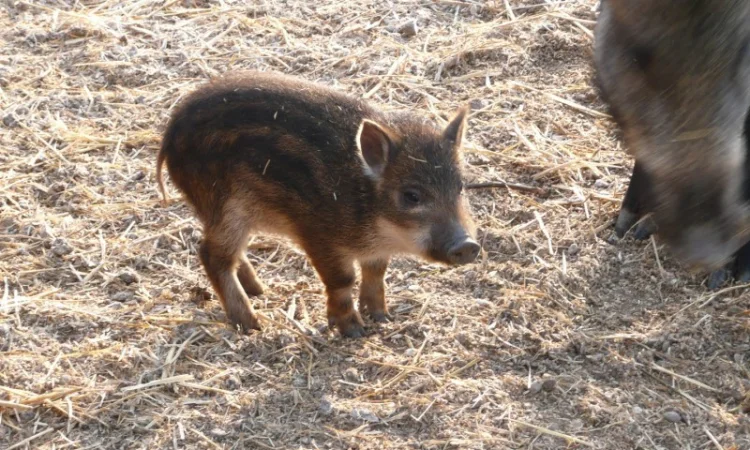 Дикие кабаны разного возраста - фото № 3