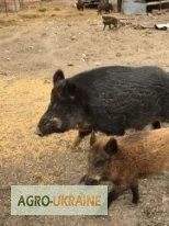 Дикие кабаны разного возраста - фото № 4