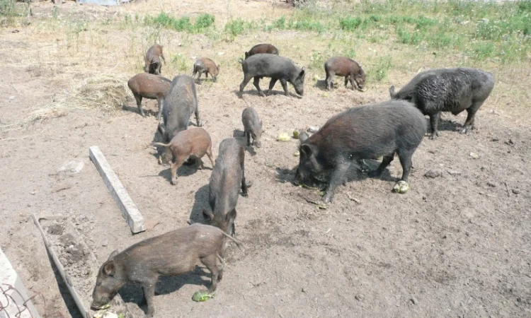 Дикие кабаны разного возраста - фото № 6