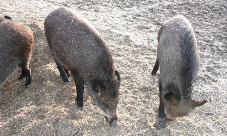 Дикие кабаны разного возраста - фото № 7