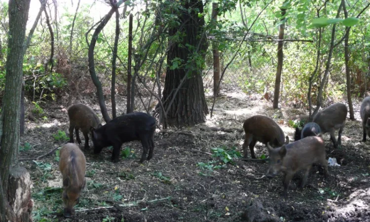 Дикие кабаны 5 месяцев - фото № 1