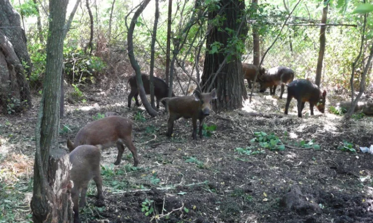 Дикие кабаны 5 месяцев - фото № 2