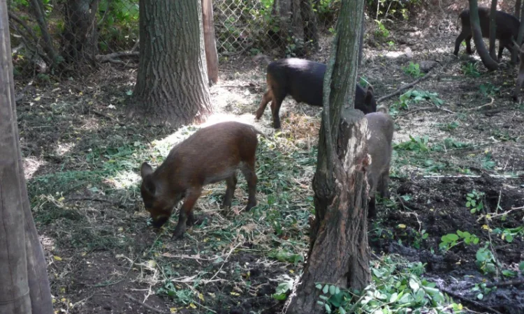 Дикие кабаны 5 месяцев - фото № 3