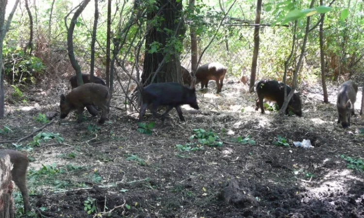 Дикие кабаны 5 месяцев - фото № 4