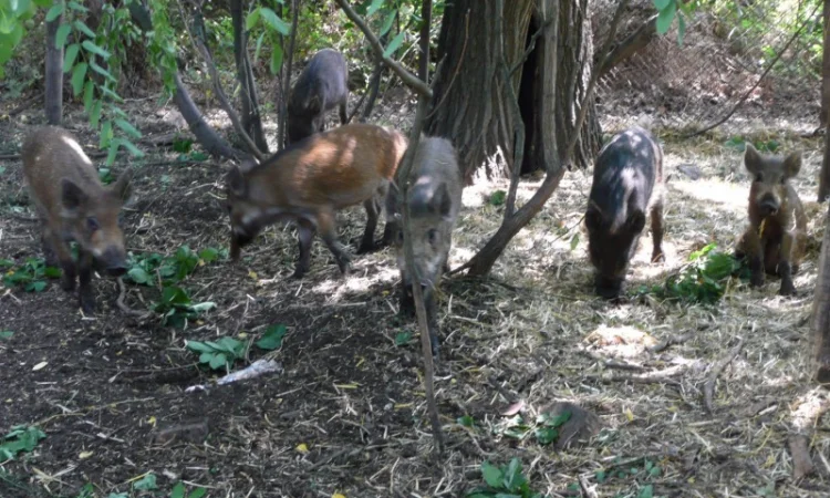 Дикие кабаны 5 месяцев - фото № 5