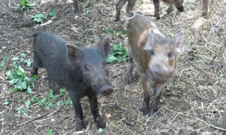 Дикие кабаны 5 месяцев - фото № 6