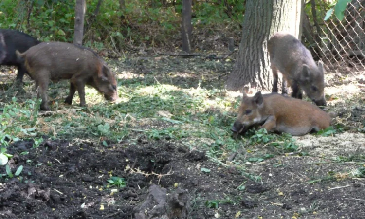 Дикие кабаны 5 месяцев - фото № 7