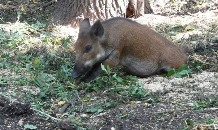 Дикие кабаны 5 месяцев - фото № 8