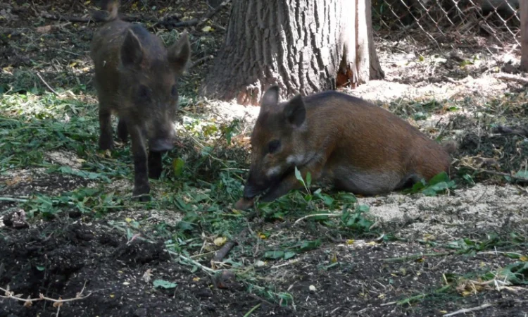 Дикие кабаны 5 месяцев - фото № 9