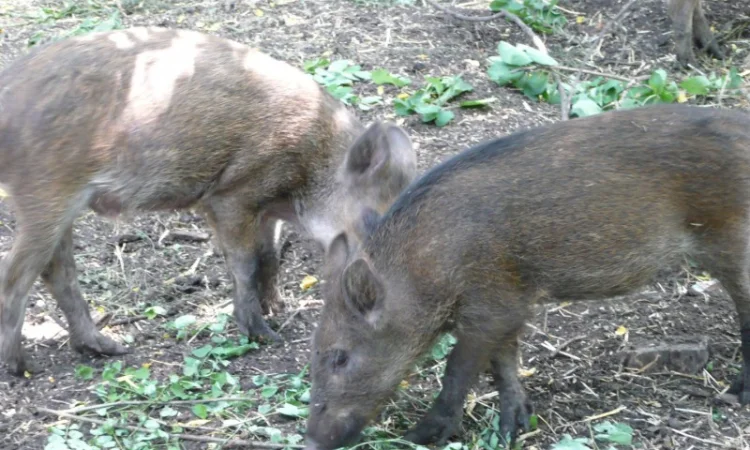 Дикие кабаны 5 месяцев - фото № 10