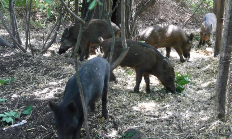 Дикие кабаны 5 месяцев - фото № 11