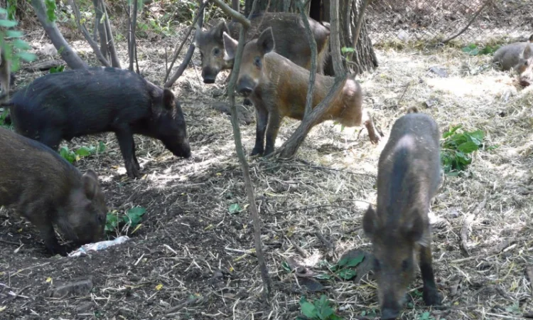 Дикие кабаны 5 месяцев - фото № 12