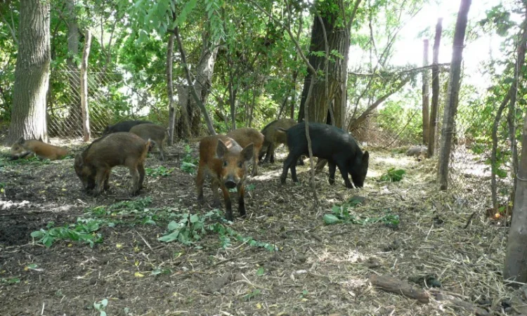 Дикие кабаны 5 месяцев - фото № 13