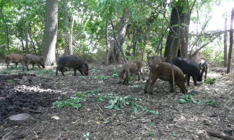 Дикие кабаны 5 месяцев - фото № 14