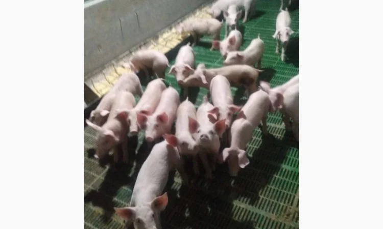 Продам поросят 25-30 кг - фото № 2