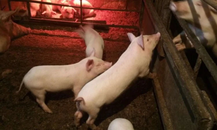 Продам поросят 10-12 кг:; 14-17 кг; 18-22 кг в Україні - фото № 1