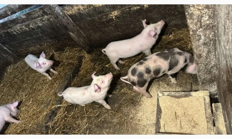 Продам свиней 13-20кг - фото № 2