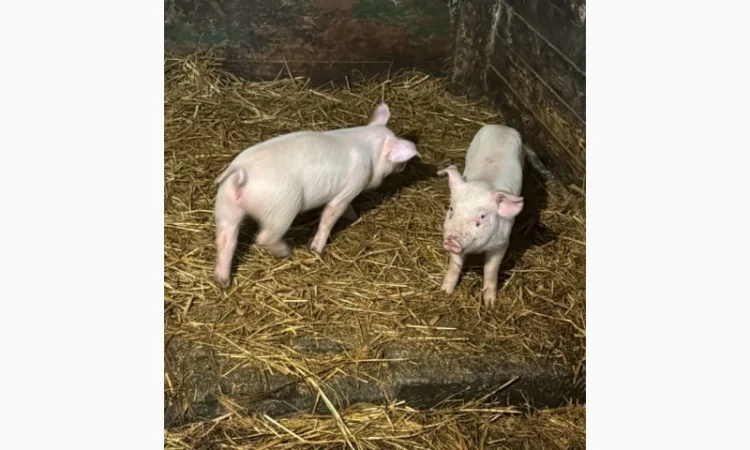 Продам свиней 13-20кг - фото № 3