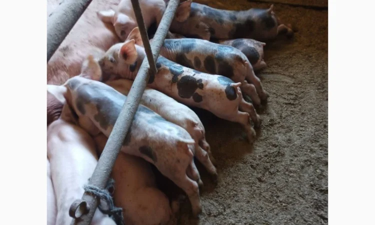 Продам поросята 8-15 кг трьохпородник - фото № 1