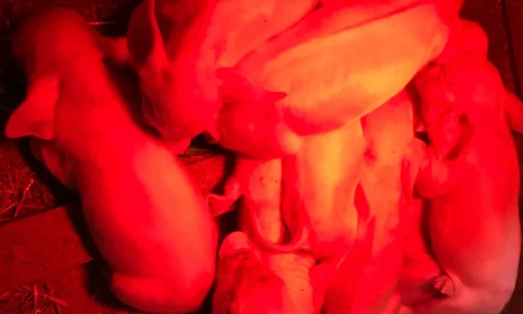 Продам поросят - фото № 2