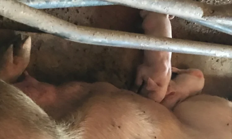 Продам поросят - фото № 3