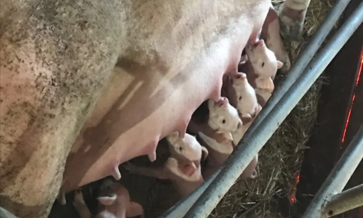 Продам поросят - фото № 4