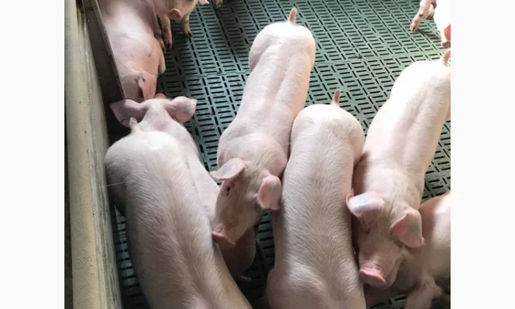 Продам поросят от 100 голов - фото № 1