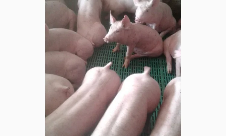 Продам поросят трипородний гібрид від 100 голів - фото № 1
