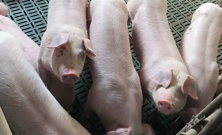 Продам поросят трехпородный гибрид от 100 голов - фото № 1