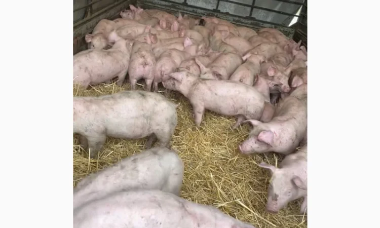 Поросята - фото № 1