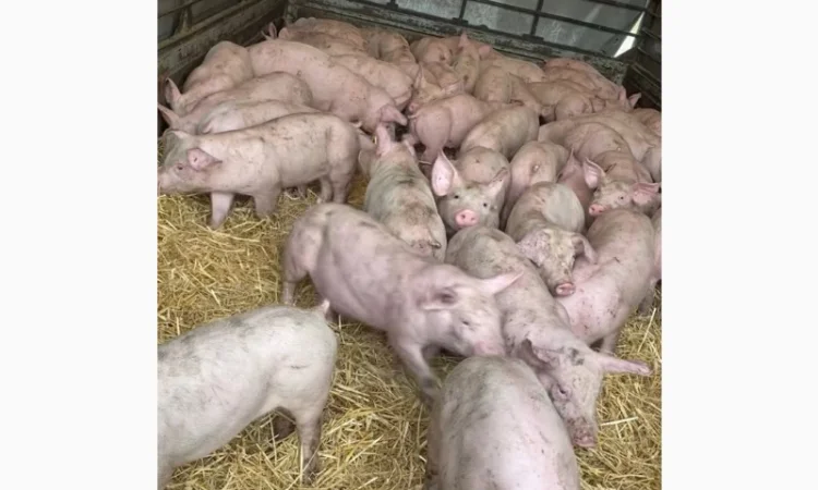 Поросята - фото № 2