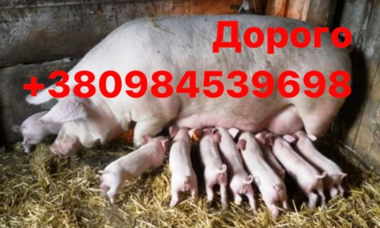 Куплю поросята свини - фото № 1