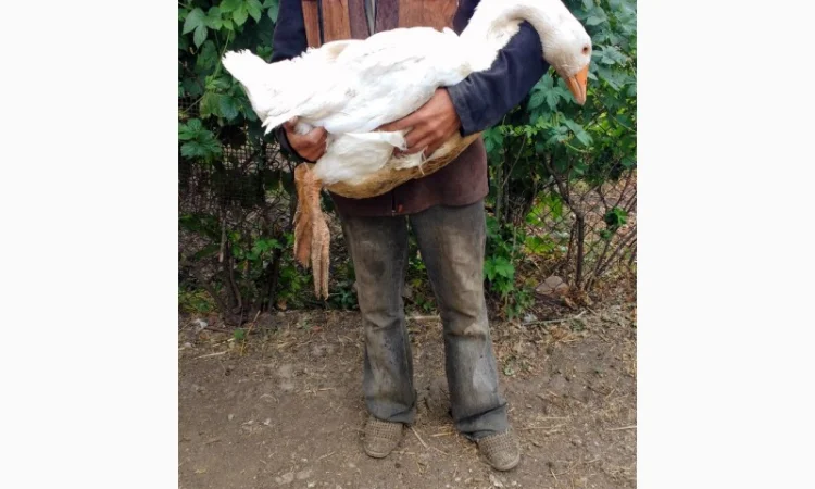 Продам гусят породы мамут - фото № 1