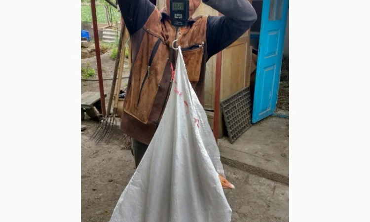 Продам гусят породы мамут - фото № 2