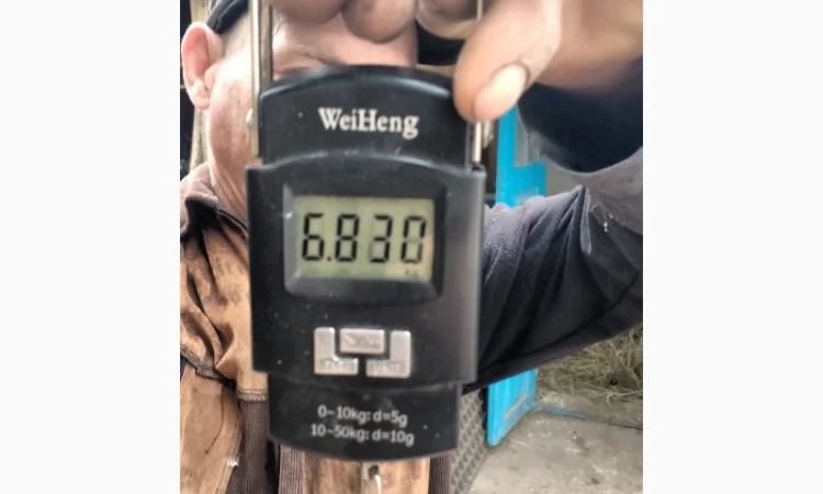 Продам гусят породы мамут - фото № 3