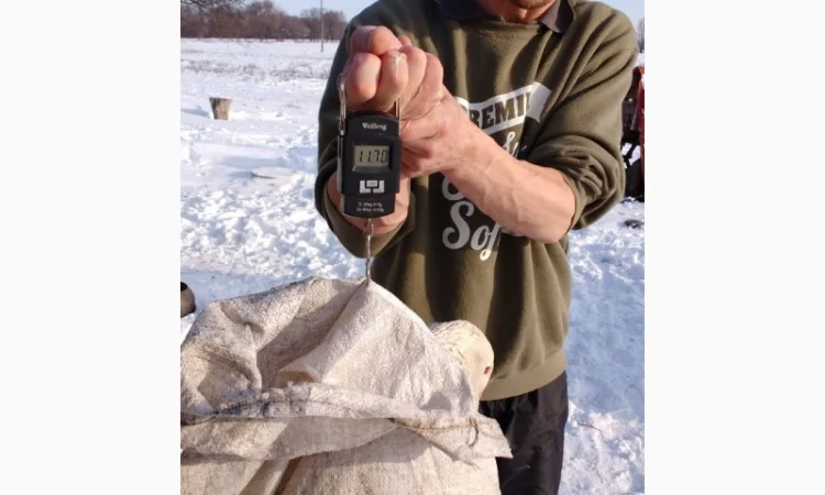 Продам гусят породы мамут - фото № 4