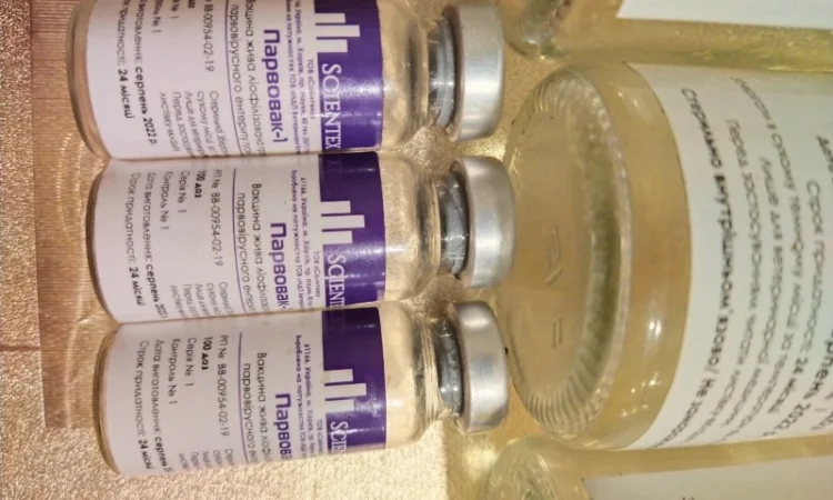 Продам гусят породы мамут - фото № 5