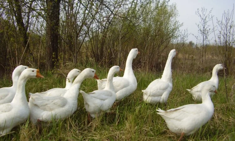 Гусиные яйца - фото № 1