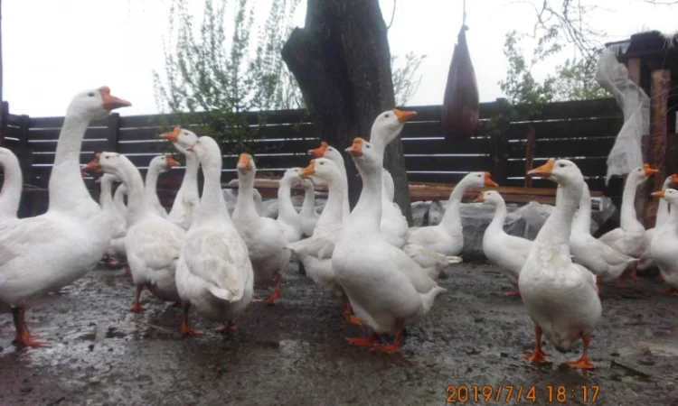 Гусиные яйца - фото № 3