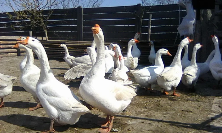 Гусиные яйца - фото № 4