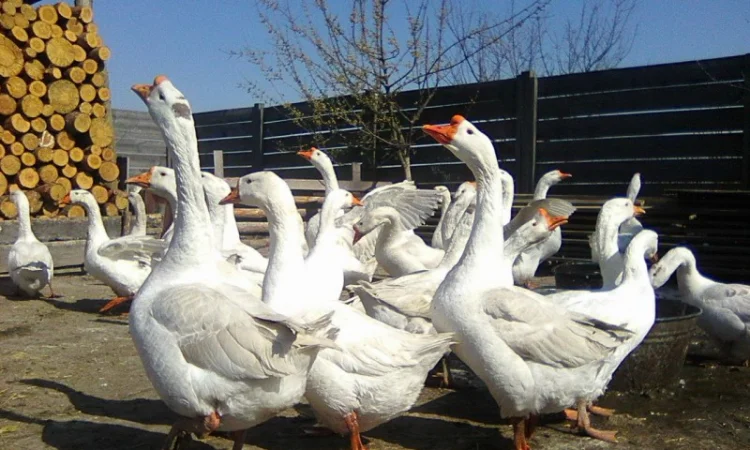 Гусиные яйца - фото № 5