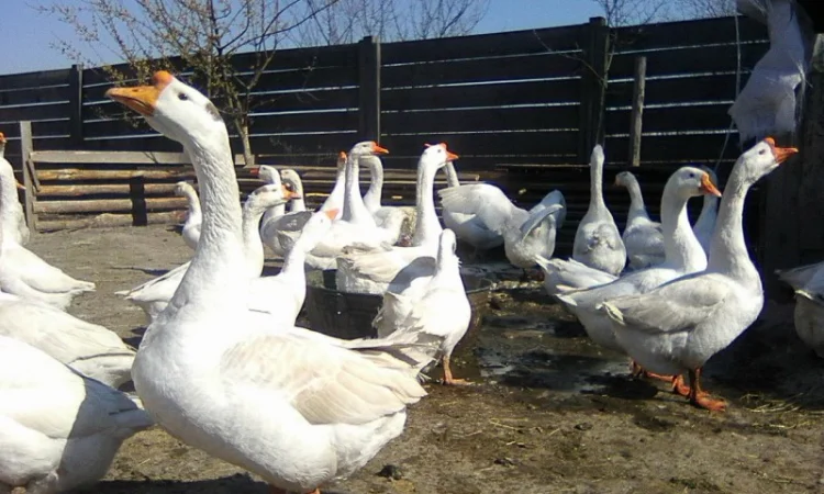 Гусиные яйца - фото № 6