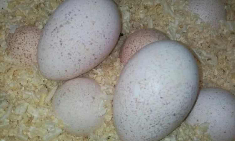 Інкубаційні яйця індичок БІГ-6. Відправка по Україні - фото № 1