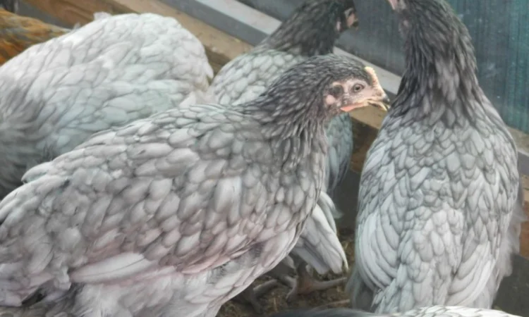 Реалізуємо інкубаційні яйца курей домінант Д107 - фото № 1