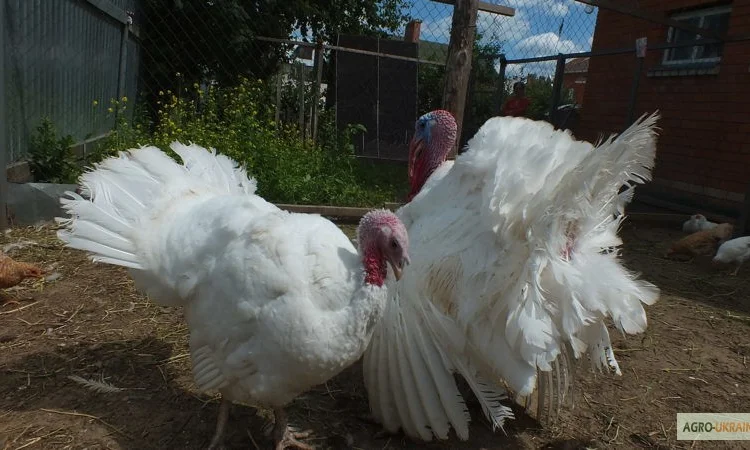 Инкубационные яйца Венгрия Польша Чехия (маркированные) КООБ 500 и другие породы - фото № 8